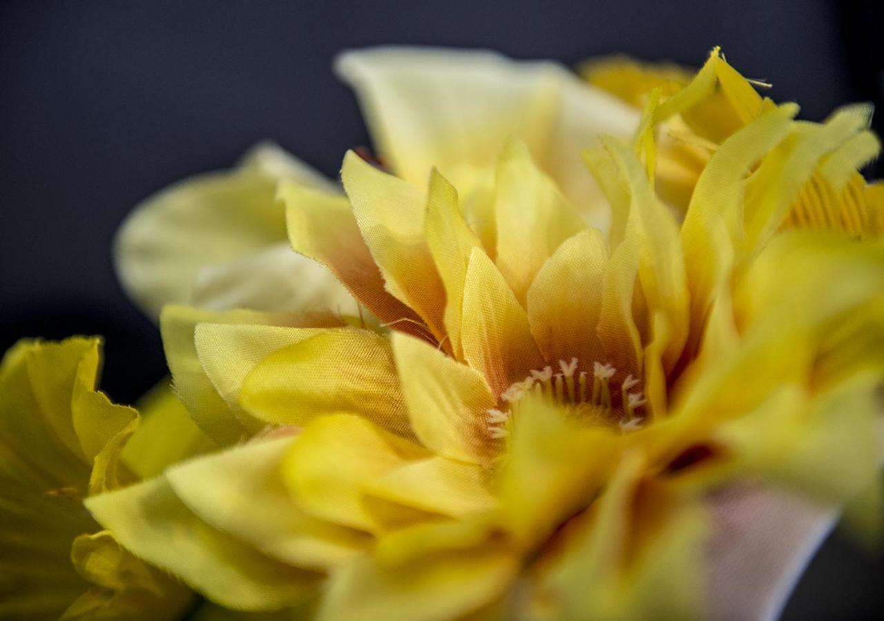 Le Stanze Dei Fiori Gasthuis Bologna